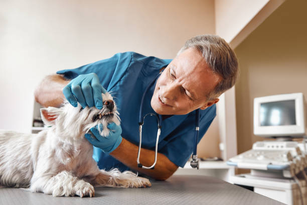 Best Emergency Treatment for Dental Infections or Abscesses in Orland Hls, IL